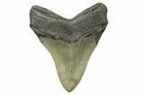 Serrated, Fossil Megalodon Tooth - North Carolina #294474-1